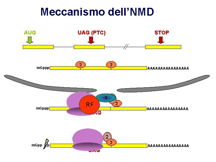 Meccanismo dell’NMD AUG UAG (PTC) m. Gppp 3 22 m. Gppp STOP 3 3 Meccanismo dell’NMD AUG UAG (PTC) m. Gppp 3 22 m. Gppp STOP 3 3