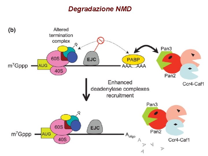 Degradazione NMD Degradazione NMD