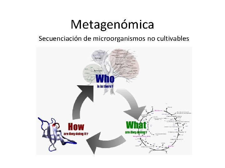 Metagenómica Secuenciación de microorganismos no cultivables 