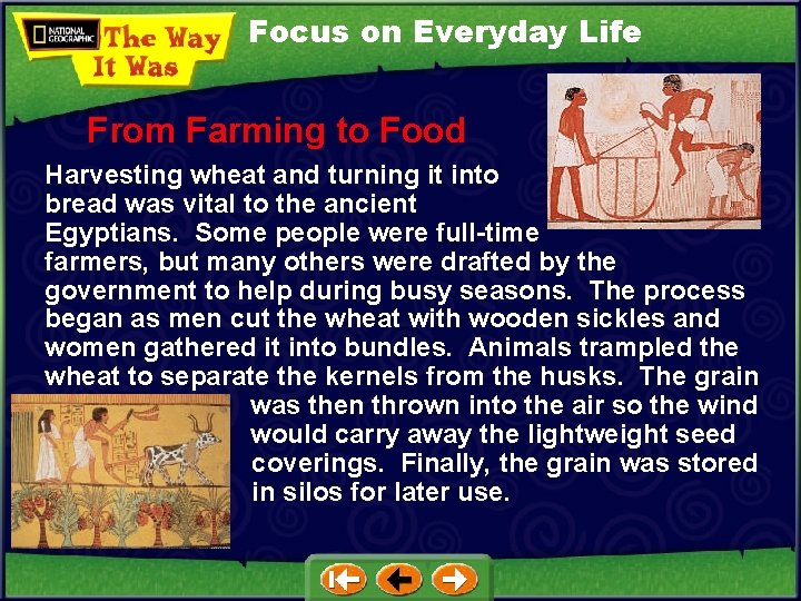 Focus on Everyday Life From Farming to Food Harvesting wheat and turning it into