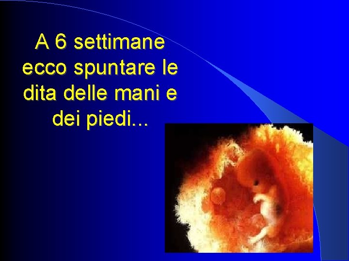 A 6 settimane ecco spuntare le dita delle mani e dei piedi. . .