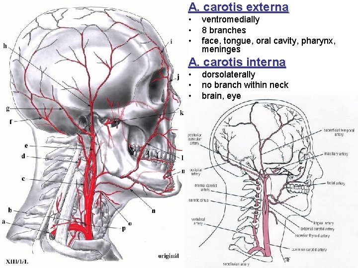 A. carotis externa • • • ventromedially 8 branches face, tongue, oral cavity, pharynx,