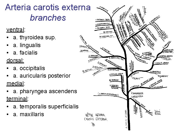 Arteria carotis externa branches ventral: • a. thyroidea sup. • a. lingualis • a.