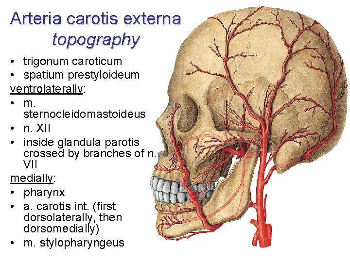 Arteria carotis externa topography • trigonum caroticum • spatium prestyloideum ventrolaterally: • m. sternocleidomastoideus