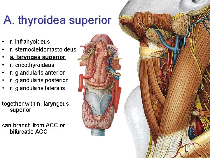 A. thyroidea superior • • r. infrahyoideus r. sternocleidomastoideus a. laryngea superior r. cricothyroideus
