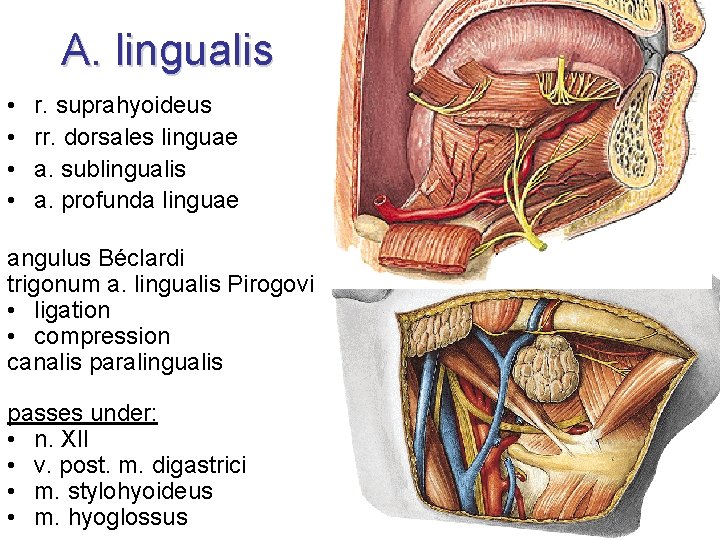 A. lingualis • • r. suprahyoideus rr. dorsales linguae a. sublingualis a. profunda linguae