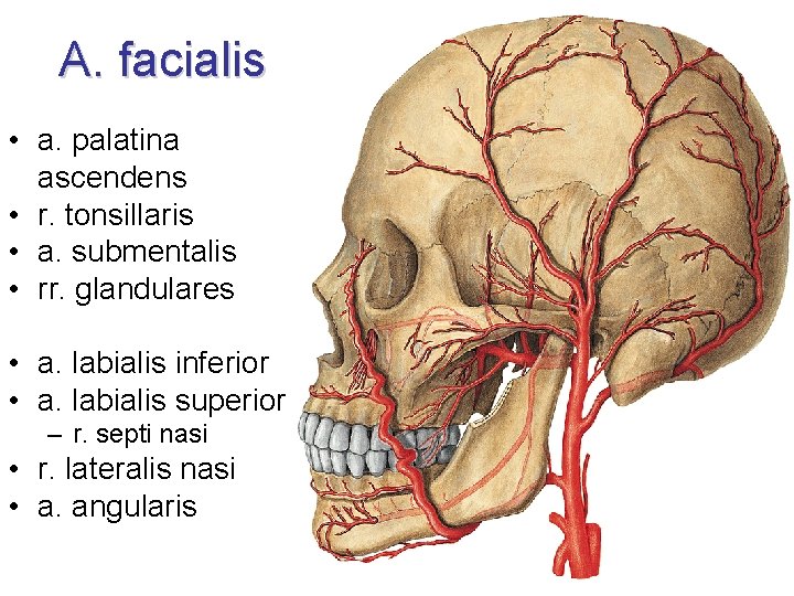 A. facialis • a. palatina ascendens • r. tonsillaris • a. submentalis • rr.