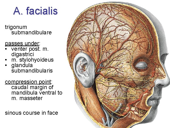 A. facialis trigonum submandibulare passes under: • venter post. m. digastrici • m. stylohyoideus