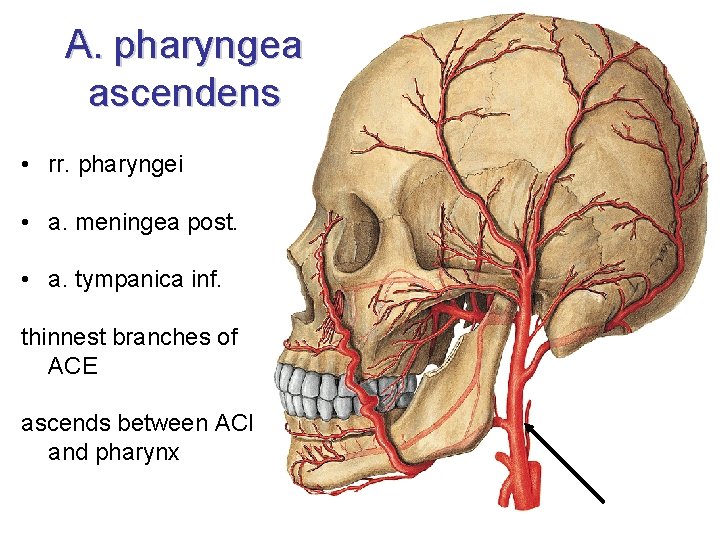 A. pharyngea ascendens • rr. pharyngei • a. meningea post. • a. tympanica inf.