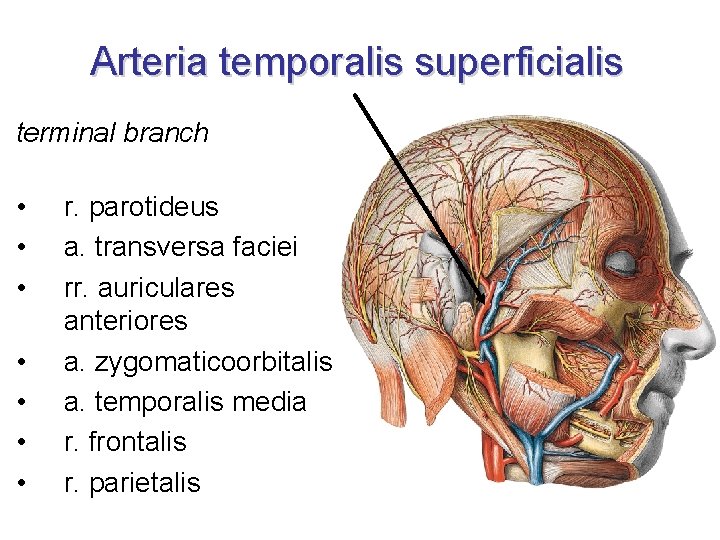 Arteria temporalis superficialis terminal branch • • r. parotideus a. transversa faciei rr. auriculares