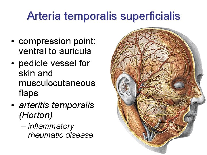 Arteria temporalis superficialis • compression point: ventral to auricula • pedicle vessel for skin
