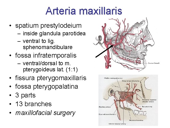 Arteria maxillaris • spatium prestylodeium – inside glandula parotidea – ventral to lig. sphenomandibulare