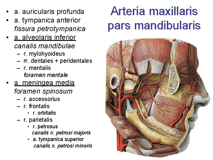  • a. auricularis profunda • a. tympanica anterior fissura petrotympanica • a. alveolaris