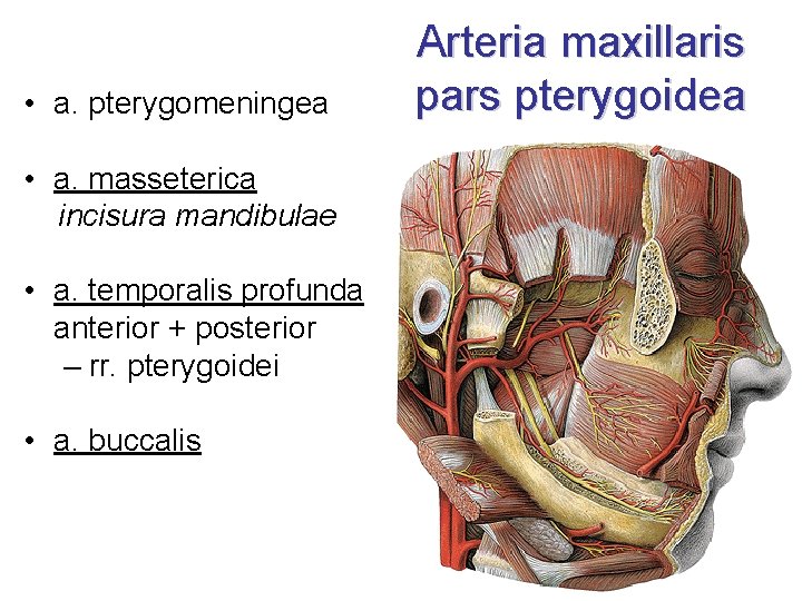  • a. pterygomeningea • a. masseterica incisura mandibulae • a. temporalis profunda anterior