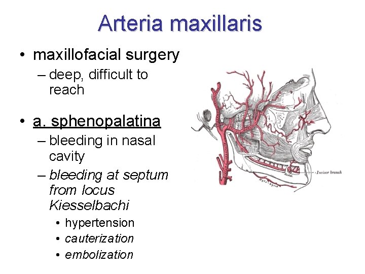 Arteria maxillaris • maxillofacial surgery – deep, difficult to reach • a. sphenopalatina –