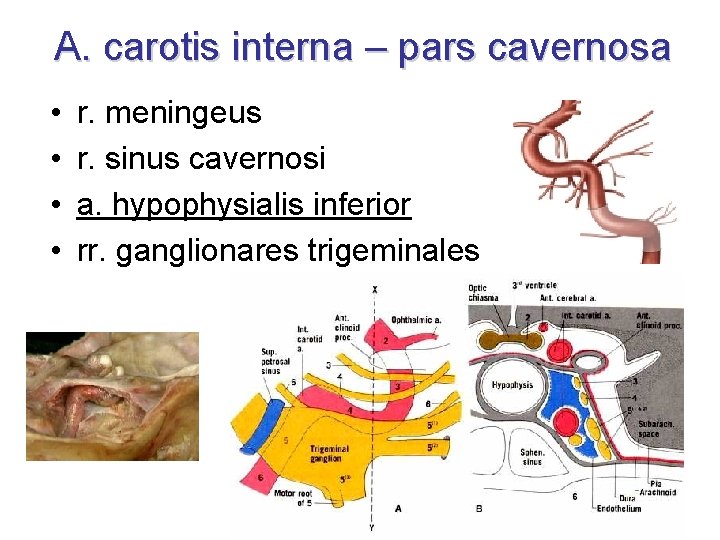 A. carotis interna – pars cavernosa • • r. meningeus r. sinus cavernosi a.