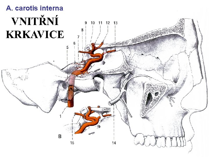 A. carotis interna 