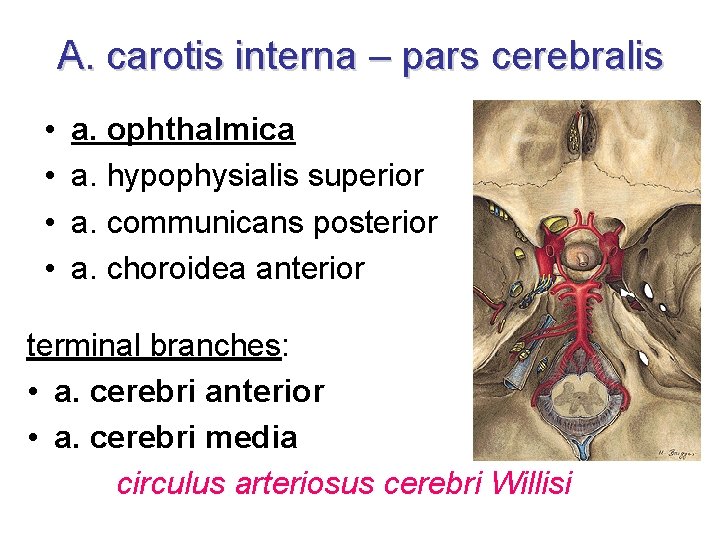A. carotis interna – pars cerebralis • • a. ophthalmica a. hypophysialis superior a.