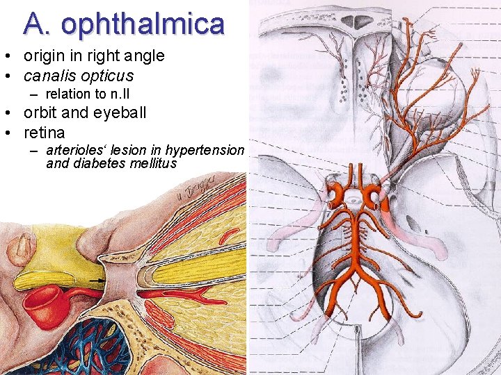 A. ophthalmica • origin in right angle • canalis opticus – relation to n.