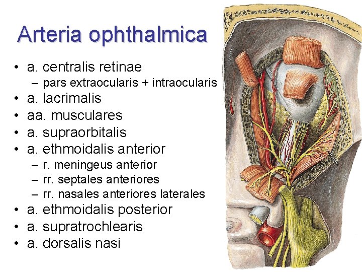 Arteria ophthalmica • a. centralis retinae – pars extraocularis + intraocularis • • a.