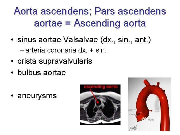 Aorta ascendens; Pars ascendens aortae = Ascending aorta • sinus aortae Valsalvae (dx. ,