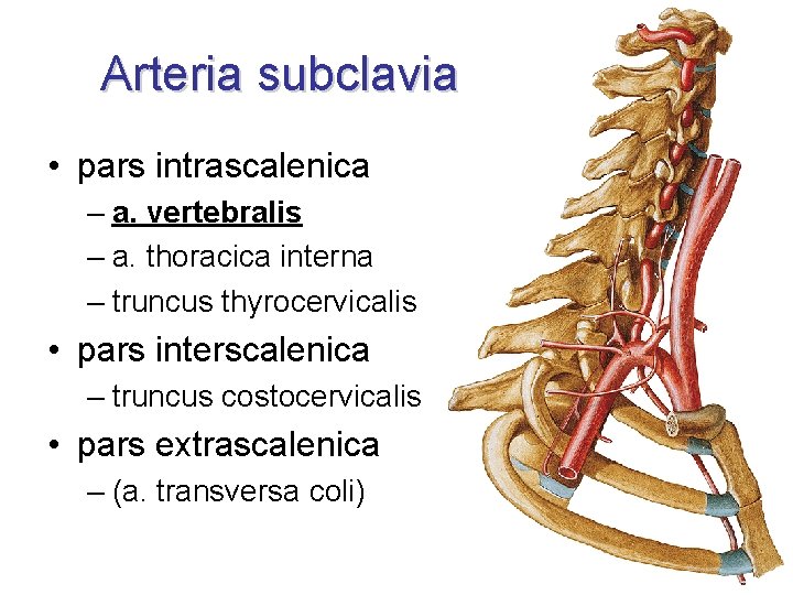 Arteria subclavia • pars intrascalenica – a. vertebralis – a. thoracica interna – truncus