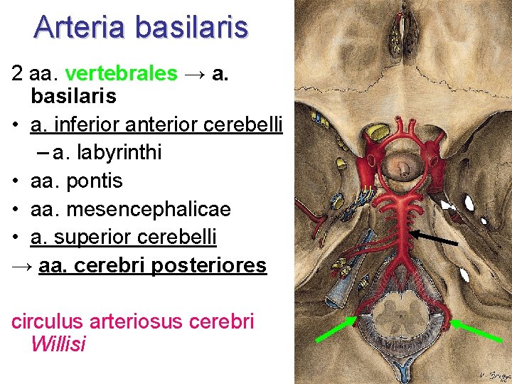 Arteria basilaris 2 aa. vertebrales → a. basilaris • a. inferior anterior cerebelli –