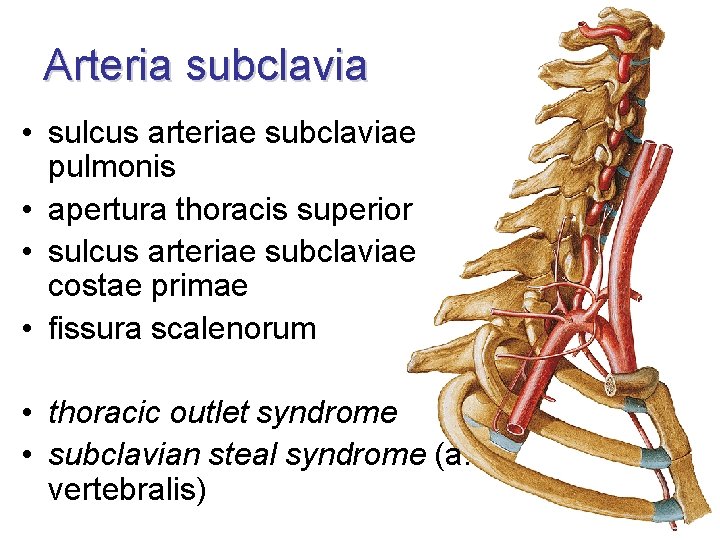 Arteria subclavia • sulcus arteriae subclaviae pulmonis • apertura thoracis superior • sulcus arteriae