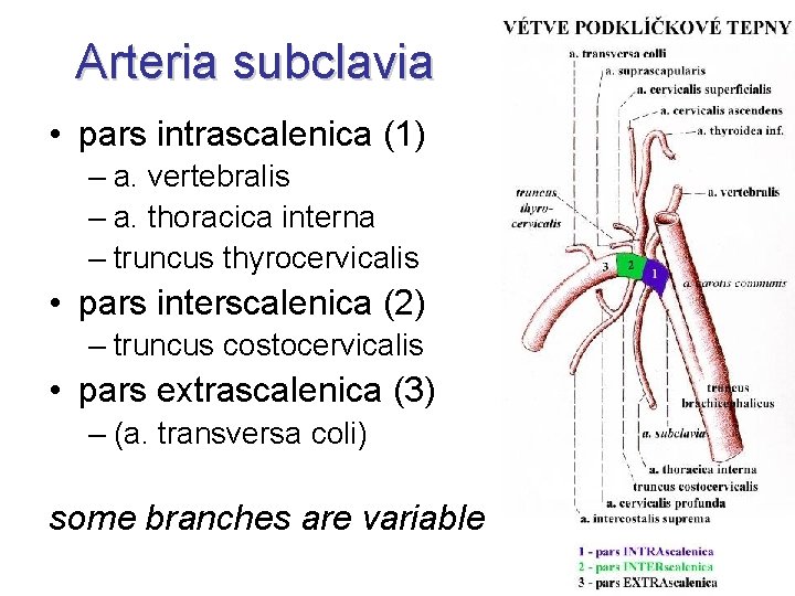 Arteria subclavia • pars intrascalenica (1) – a. vertebralis – a. thoracica interna –