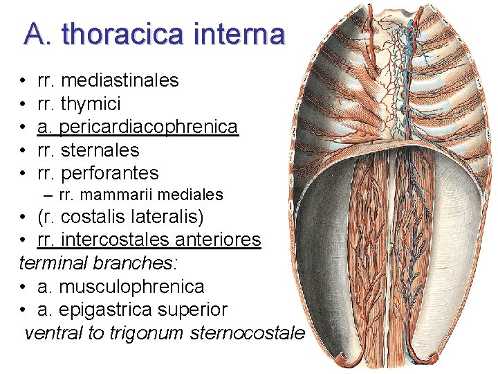 A. thoracica interna • • • rr. mediastinales rr. thymici a. pericardiacophrenica rr. sternales
