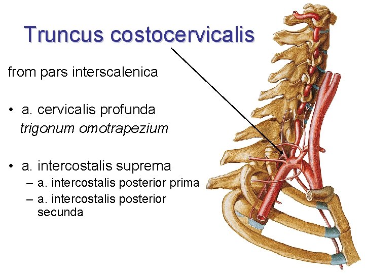 Truncus costocervicalis from pars interscalenica • a. cervicalis profunda trigonum omotrapezium • a. intercostalis