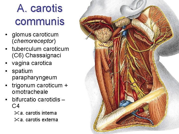 arteria carotis i hipertenzije