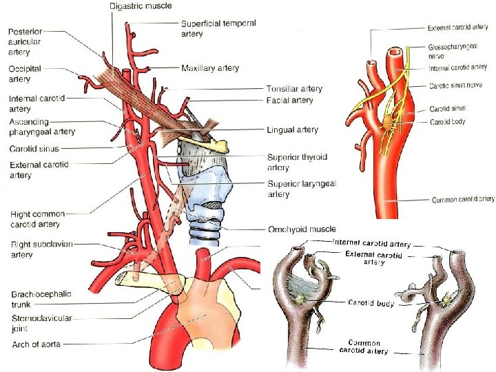arteria carotis i hipertenzije