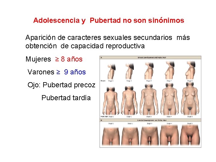 Adolescencia y Pubertad no son sinónimos Aparición de caracteres sexuales secundarios más obtención de