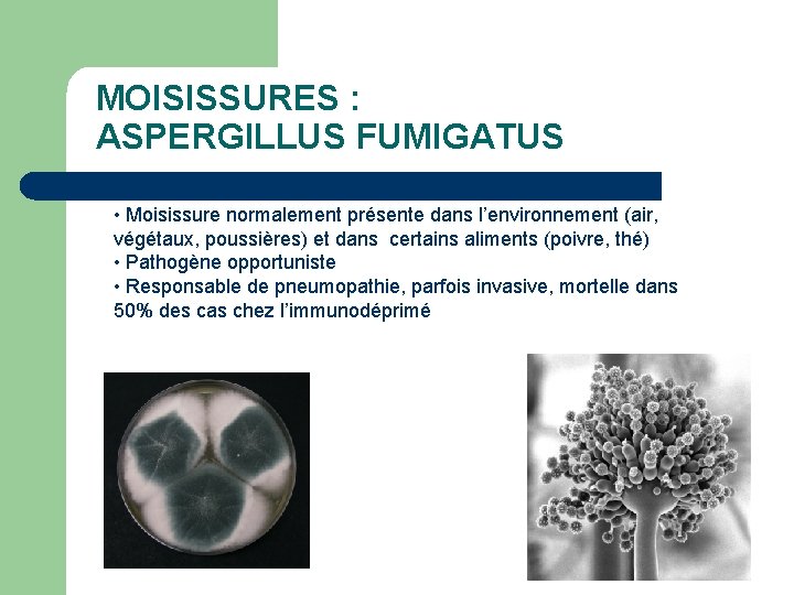 MOISISSURES : ASPERGILLUS FUMIGATUS • Moisissure normalement présente dans l’environnement (air, végétaux, poussières) et