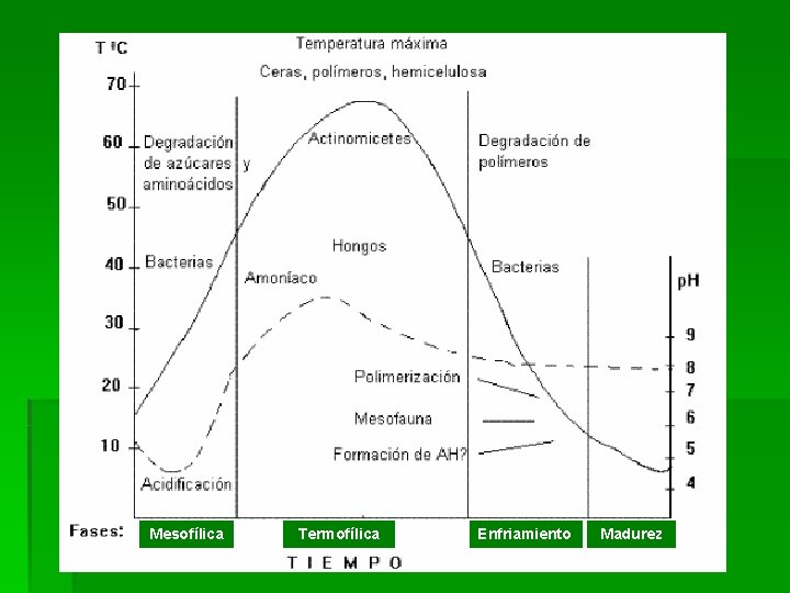 Mesofílica Termofílica Enfriamiento Madurez Mesofílica Termofílica Enfriamiento Madurez