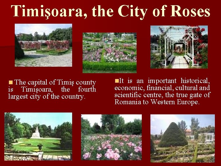 Timişoara, the City of Roses n The capital of Timiş county is Timişoara, the