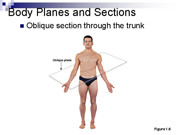 Body Planes and Sections n Oblique section through the trunk Figure 1. 6 