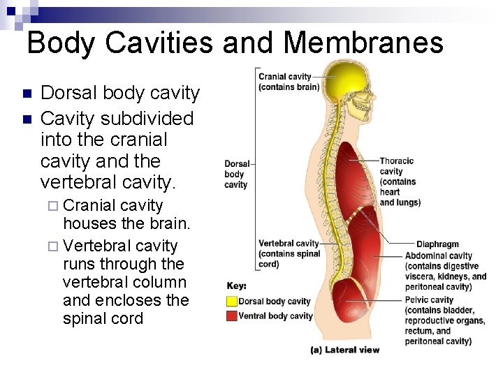 Body Cavities and Membranes n n Dorsal body cavity Cavity subdivided into the cranial