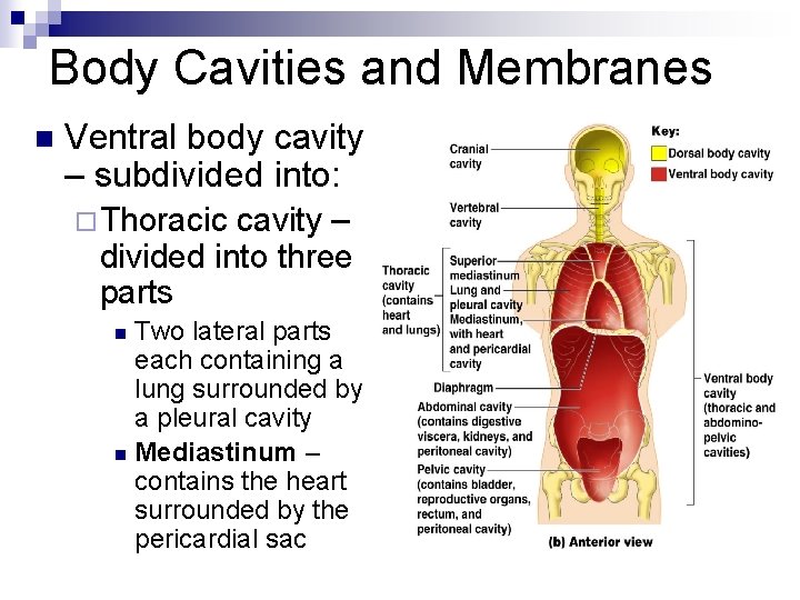 Body Cavities and Membranes n Ventral body cavity – subdivided into: ¨Thoracic cavity –