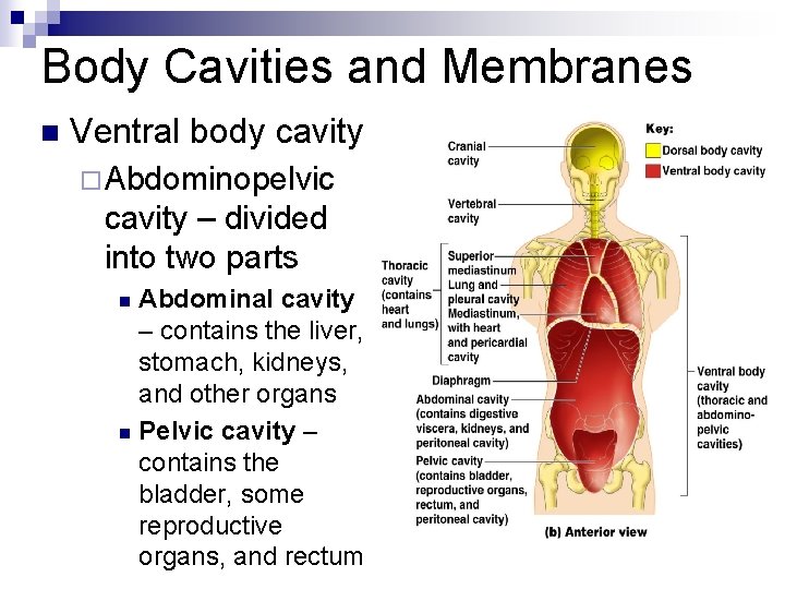 Body Cavities and Membranes n Ventral body cavity ¨Abdominopelvic cavity – divided into two
