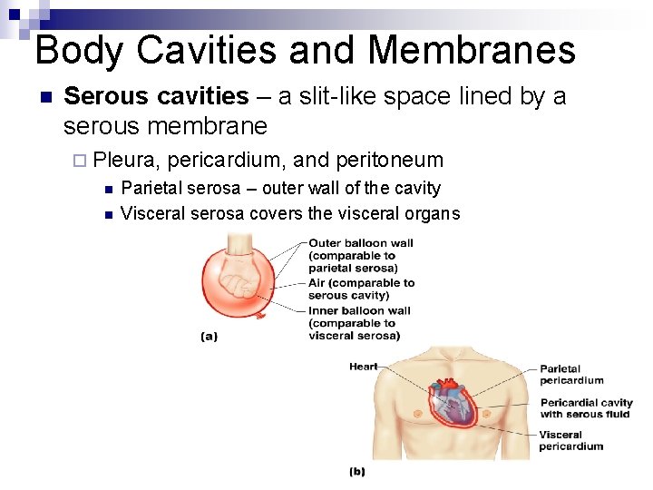 Body Cavities and Membranes n Serous cavities – a slit-like space lined by a