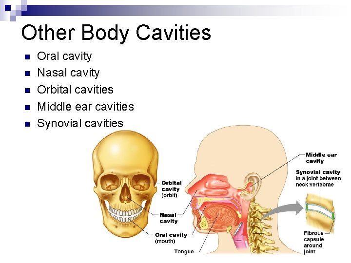 Other Body Cavities n n n Oral cavity Nasal cavity Orbital cavities Middle ear