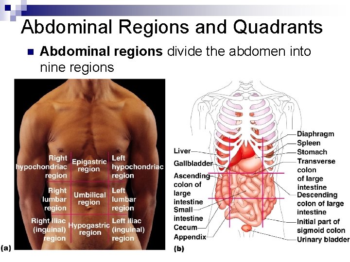 Abdominal Regions and Quadrants n Abdominal regions divide the abdomen into nine regions 