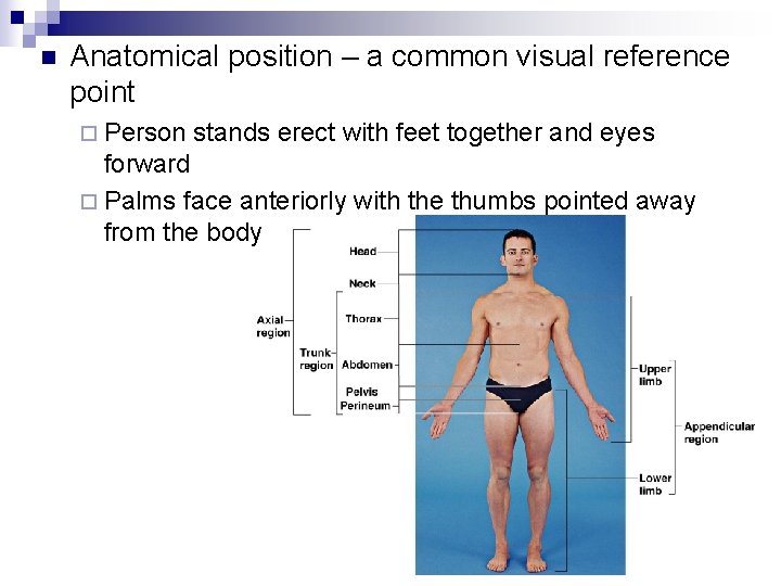 n Anatomical position – a common visual reference point ¨ Person stands erect with