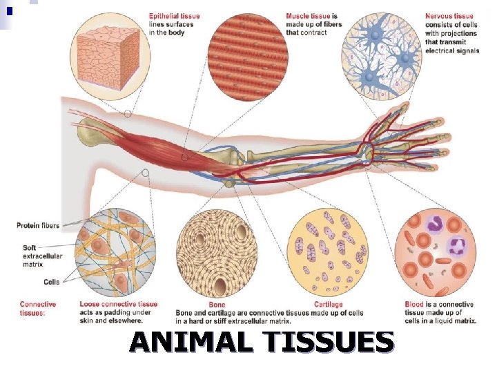 FOUR TYPES OF ANIMAL TISSUES FOUR TYPES OF ANIMAL TISSUES