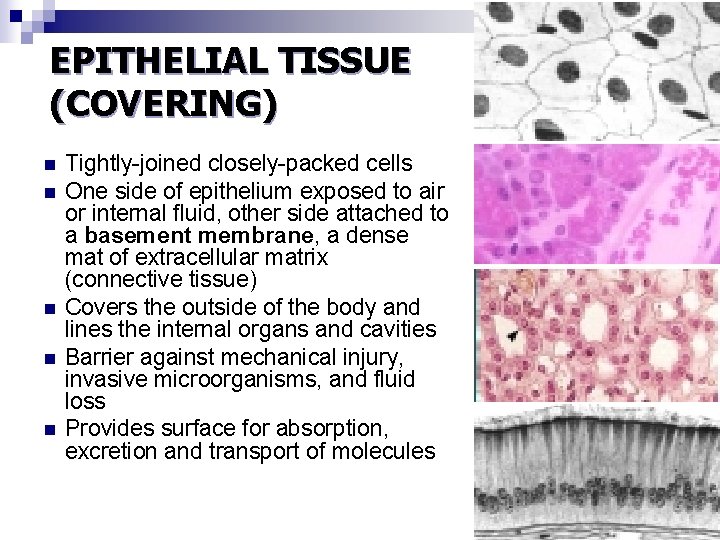 EPITHELIAL TISSUE (COVERING) n n n Tightly-joined closely-packed cells One side of epithelium exposed EPITHELIAL TISSUE (COVERING) n n n Tightly-joined closely-packed cells One side of epithelium exposed