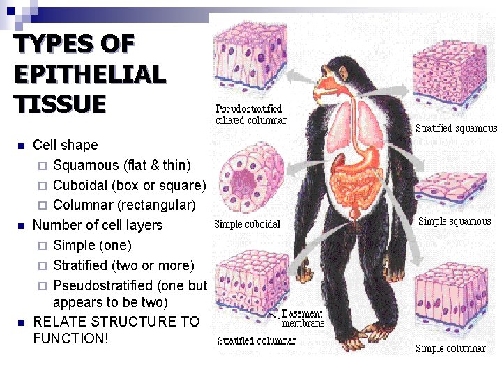 TYPES OF EPITHELIAL TISSUE n n n Cell shape ¨ Squamous (flat & thin)
