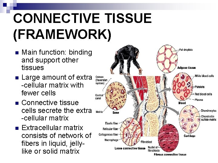 CONNECTIVE TISSUE (FRAMEWORK) n n Main function: binding and support other tissues Large amount