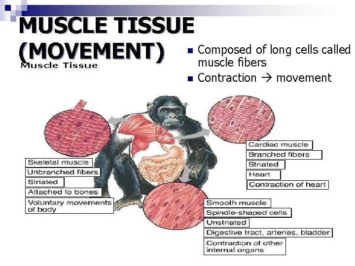 MUSCLE TISSUE of long cells called (MOVEMENT) n Composed muscle fibers n Contraction movement MUSCLE TISSUE of long cells called (MOVEMENT) n Composed muscle fibers n Contraction movement